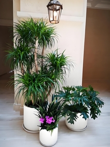 探寻奉化花卉租摆，解锁独特植物装饰魅力